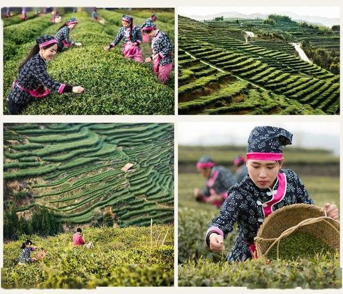 一片树叶爆料视频大全,视频大全带你探索自然奥秘  第2张